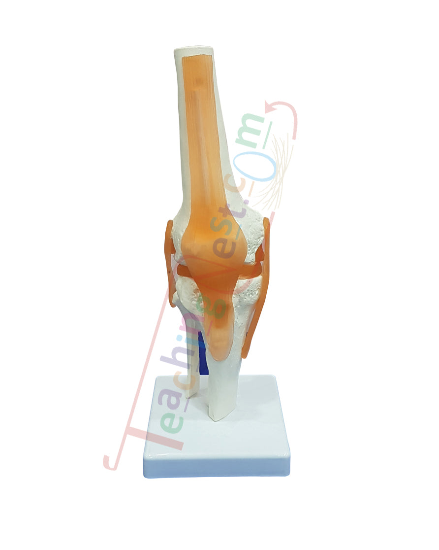 Knee Joint Model Flexible