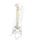 Vertebral Column Flexible Model Life Size
