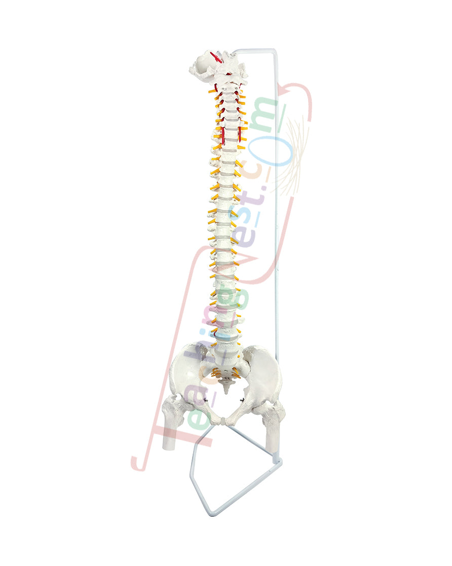 Vertebral Column Flexible Model Life Size