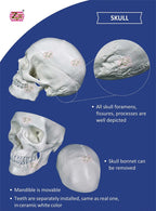 Disarticulated Skeleton Model