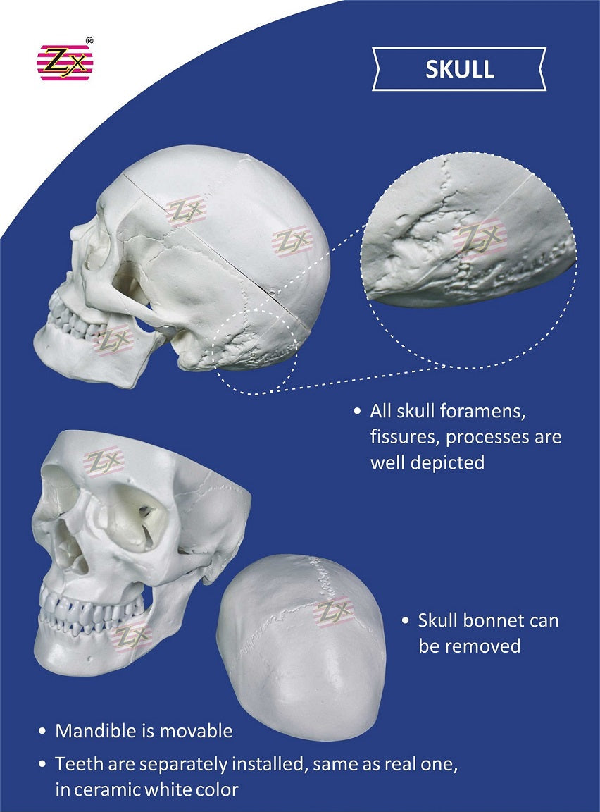 Disarticulated Skeleton Model