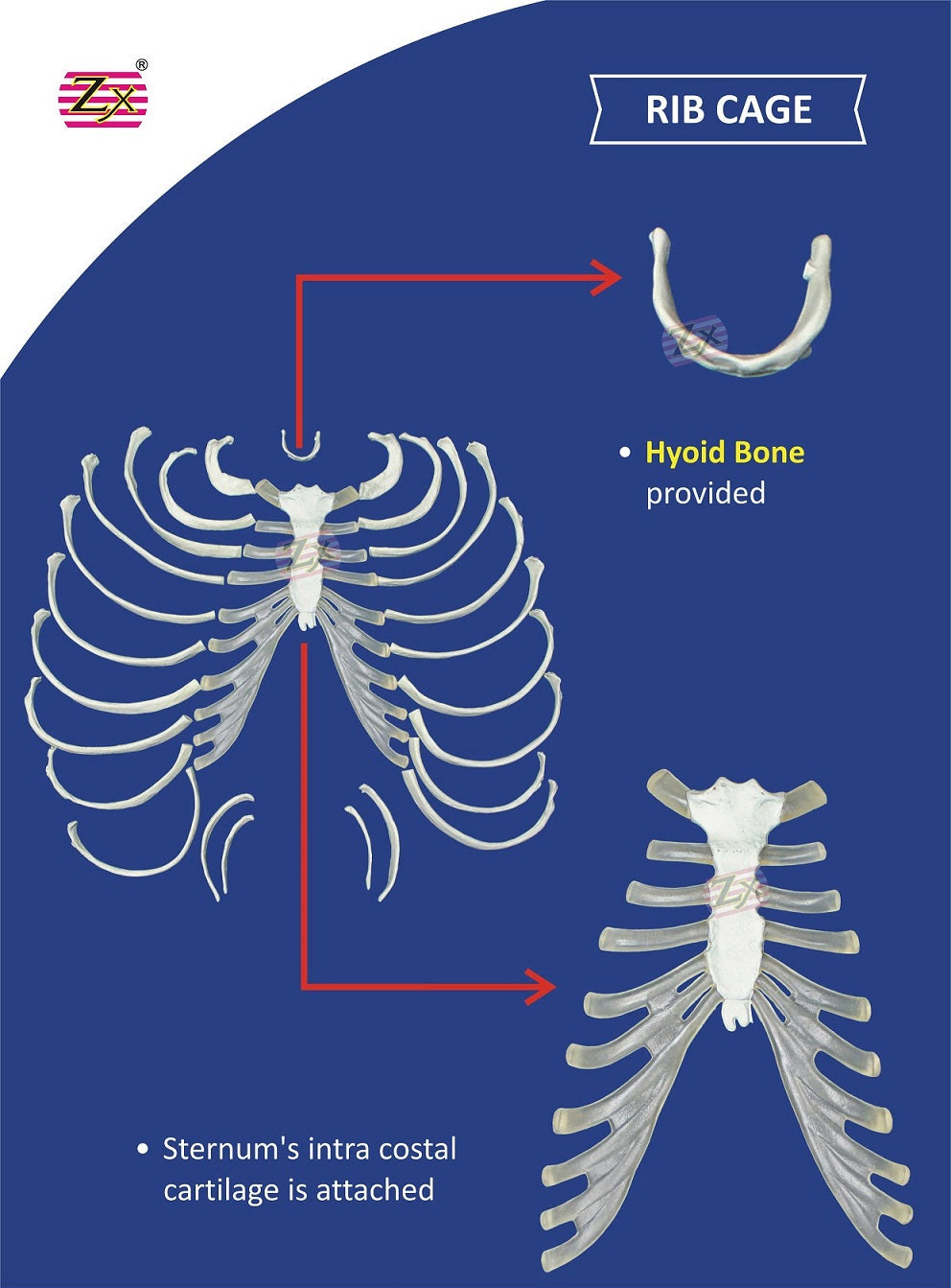 An anatomical diagram poster showing a rib cage model, with labeled callouts including 'RIB CAGE', 'Hyoid Bone provided', and 'Sternum's intra costal cartilage is attached' on a blue background.