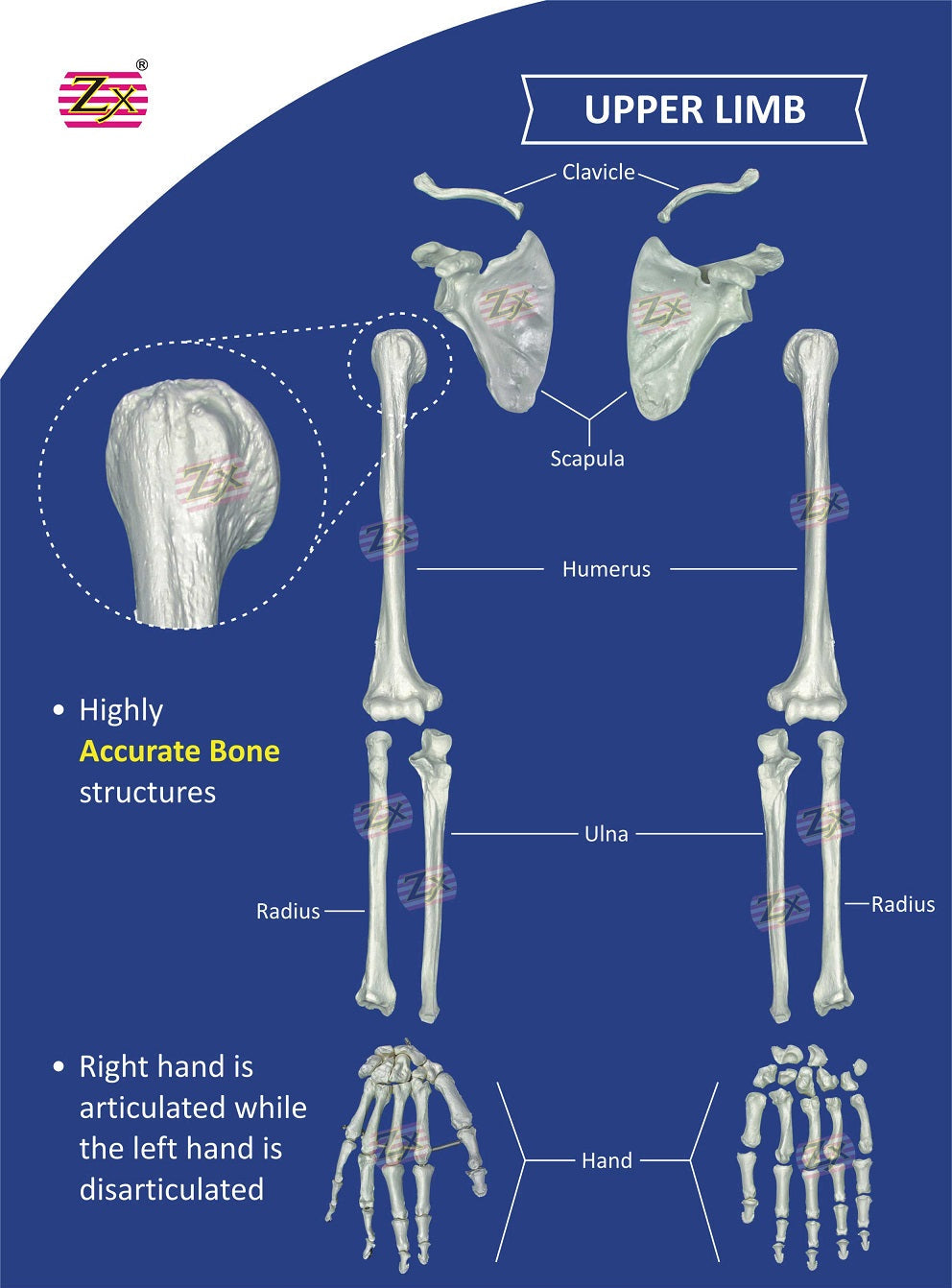 Disarticulated Skeleton Model