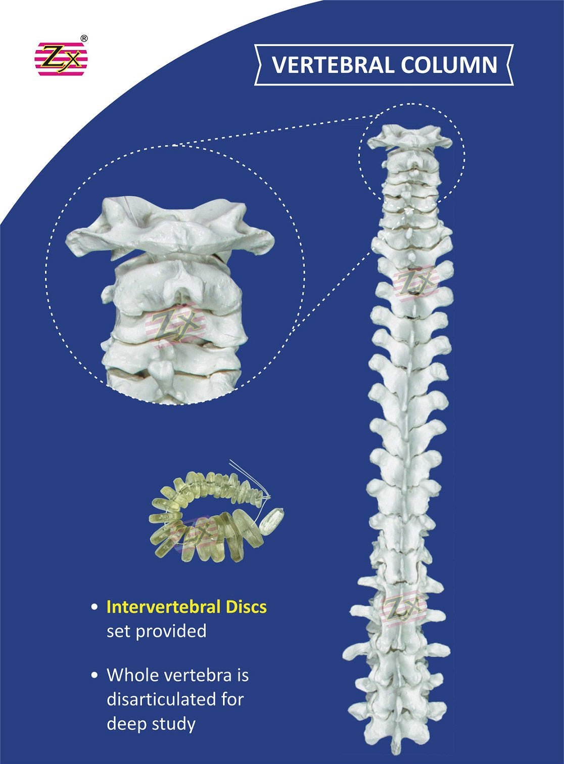 Disarticulated Skeleton Model