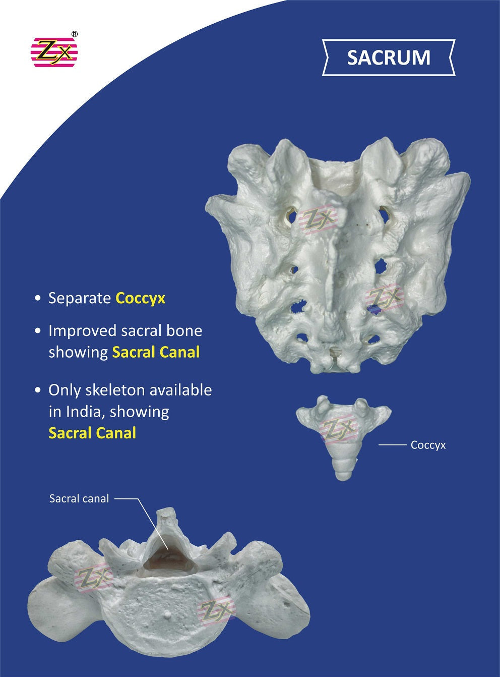 Disarticulated Skeleton Model