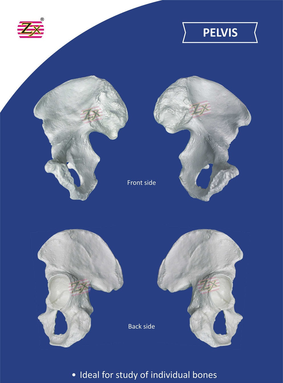Disarticulated Skeleton Model