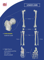 Disarticulated Skeleton Model