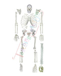 Disarticulated Skeleton Model