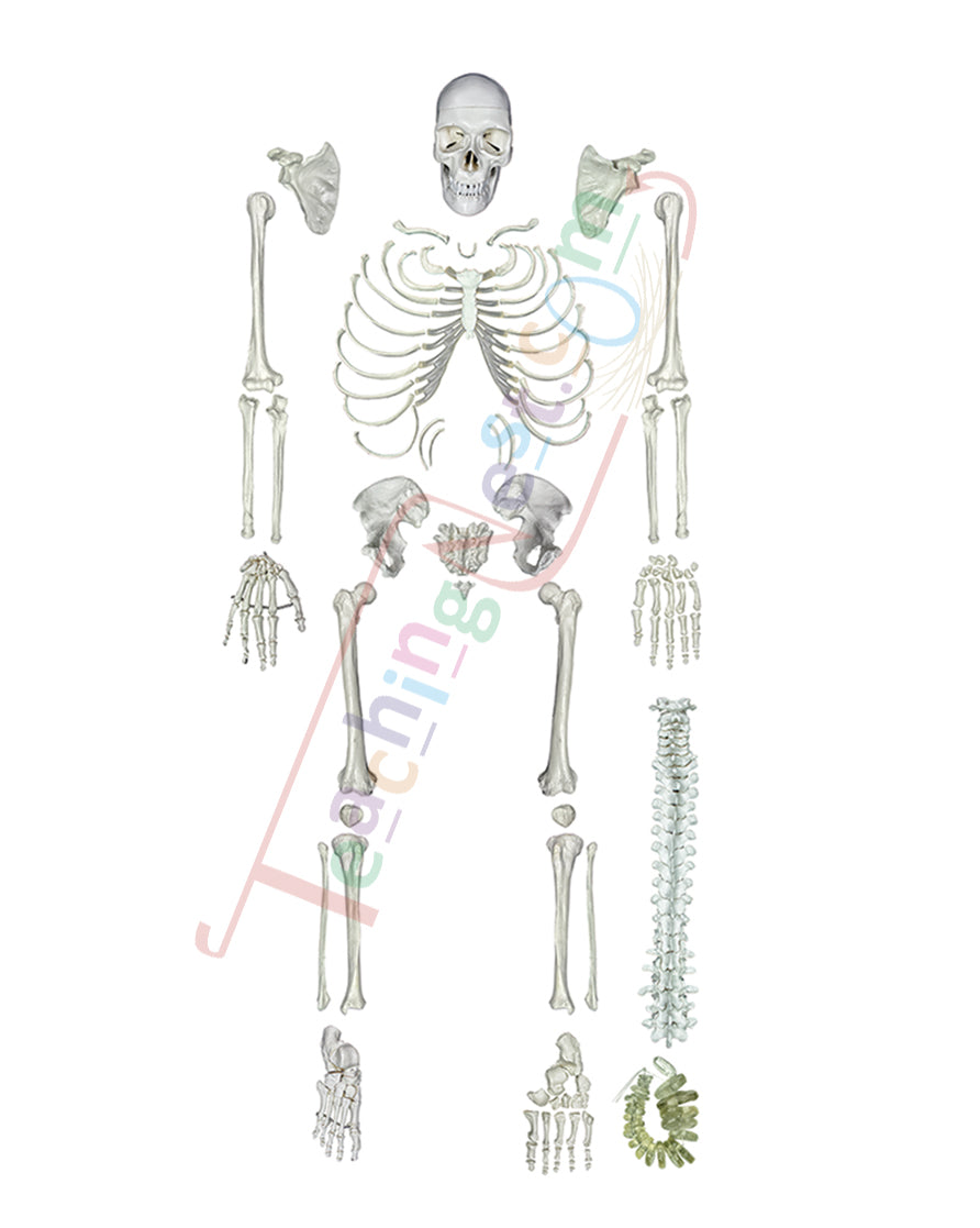 Disarticulated Skeleton Model