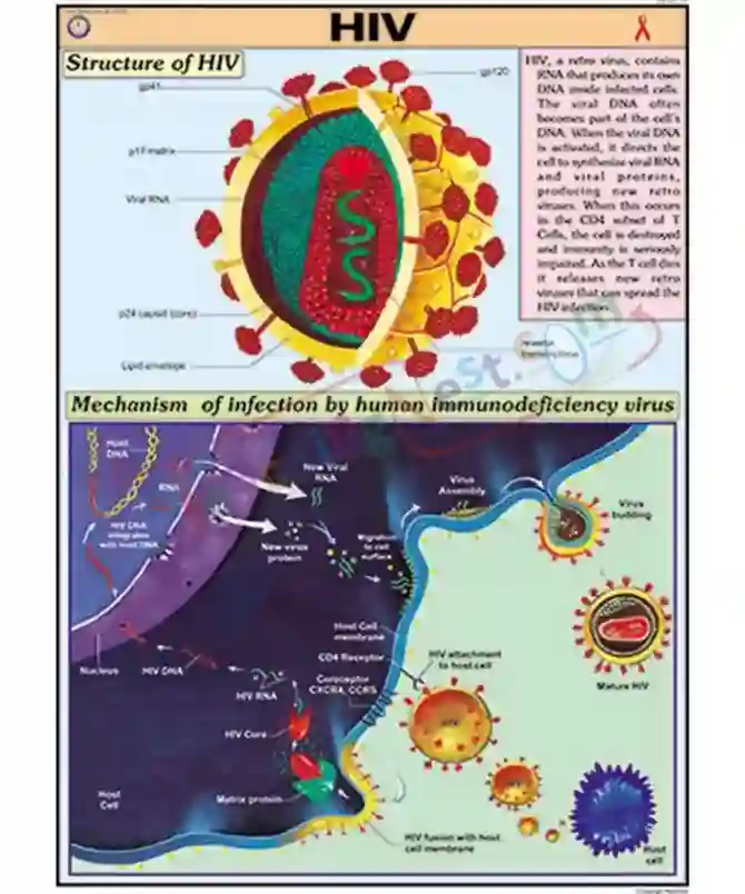 HIV Chart English