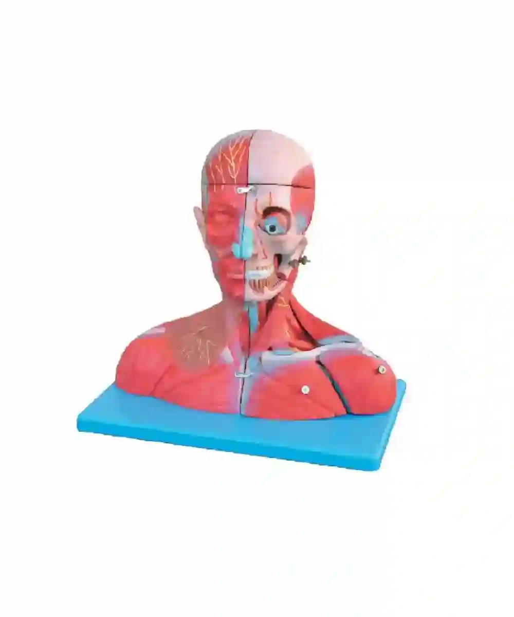 Head and Neck with Blood Vessels, Nerves and Brain