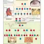 Pedigree Analysis - 2 Chart, English only