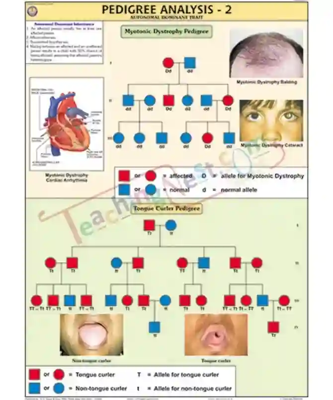 Pedigree Analysis - 2 Chart, English only