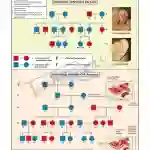 Pedigree Analysis - 3 Chart, English only