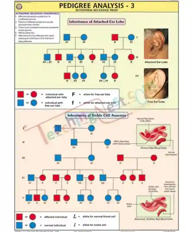 Pedigree Analysis - 3 Chart, English only