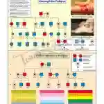 Pedigree Analysis - 4 Chart, English only