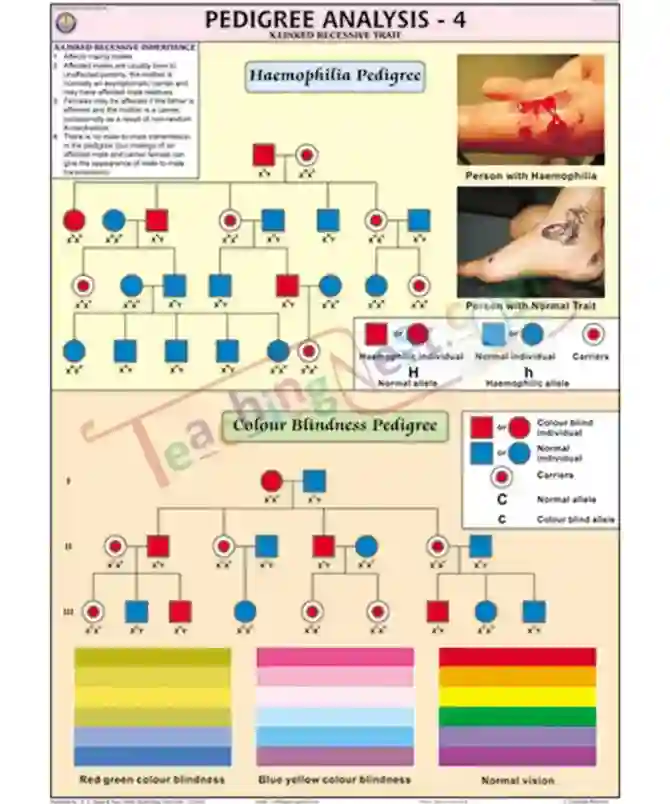 Pedigree Analysis - 4 Chart, English only