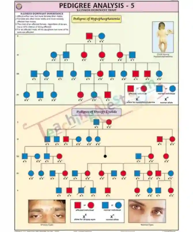 Pedigree Analysis - 5 Chart, English only