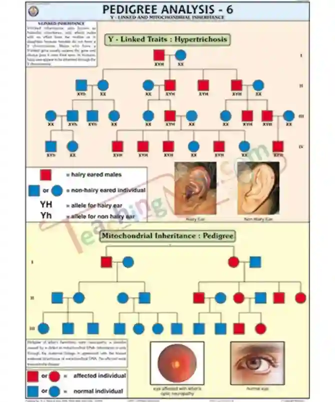 Pedigree Analysis - 6 Chart, English only