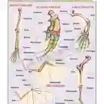 Homologous Organs - Animals Chart, English