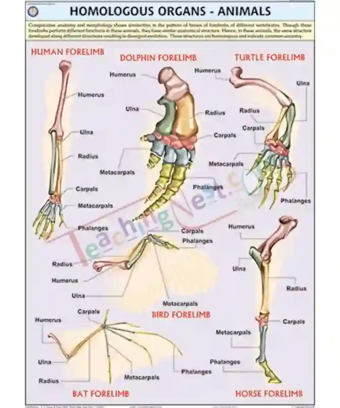 Homologous Organs - Animals Chart, English