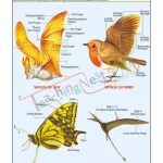 Analogous Organs - Animals Chart, English