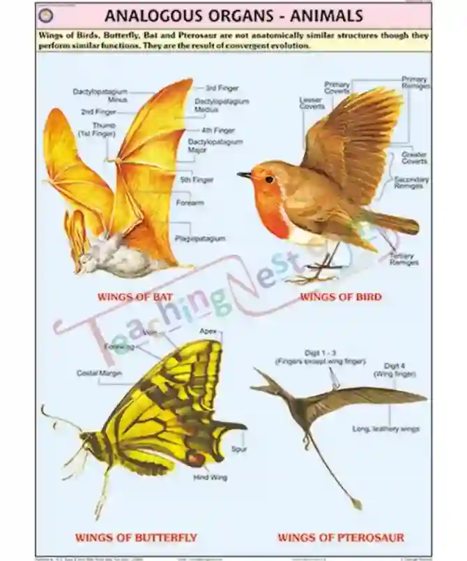 Analogous Organs - Animals Chart, English