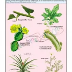 Homologous Organs - Plants Chart, English