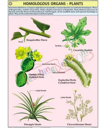 Homologous Organs - Plants Chart, English