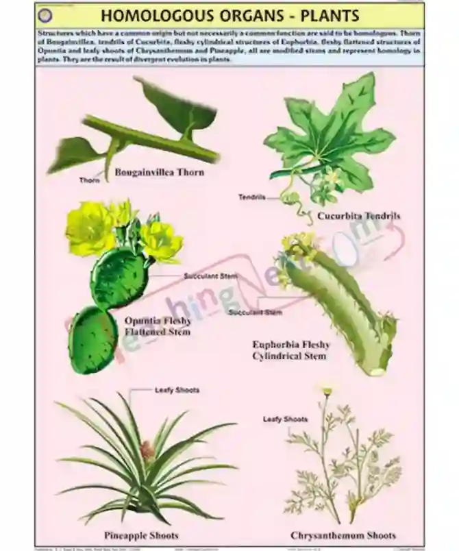 Homologous Organs - Plants Chart, English