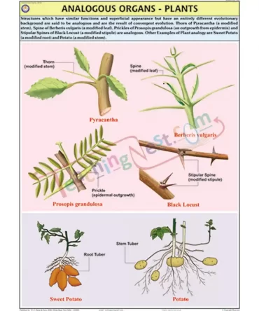 Analogous Organs - Plants Chart, English only