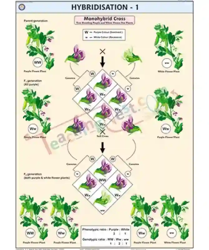 Hybridisation (Monohybrid Cross) Chart, Eng