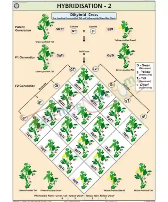 Hybridisation - 2 (Dihybrid Cross) Chart, Eng