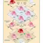 Hybridisation (Incomplete Dominance) Chart, English