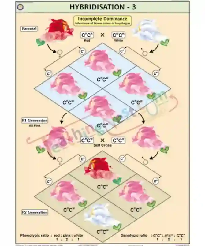 Hybridisation (Incomplete Dominance) Chart, English