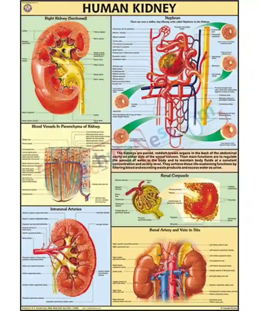 Human Kidney Chart - Synthetic, Wall Sticking - TeachingNest