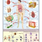 Human Immune System Chart - English