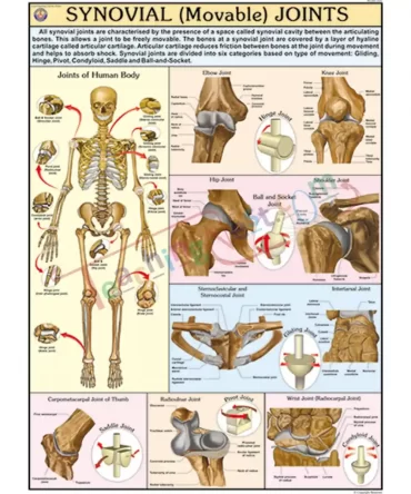 Synovial Joints English Synthetic 70x100cm