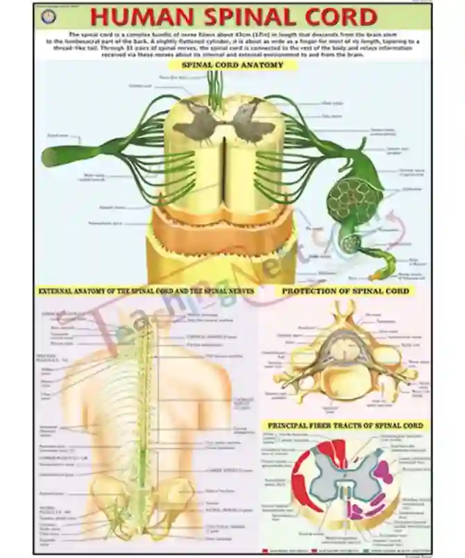 Human Spinal Cord English Synthetic 70x100cm