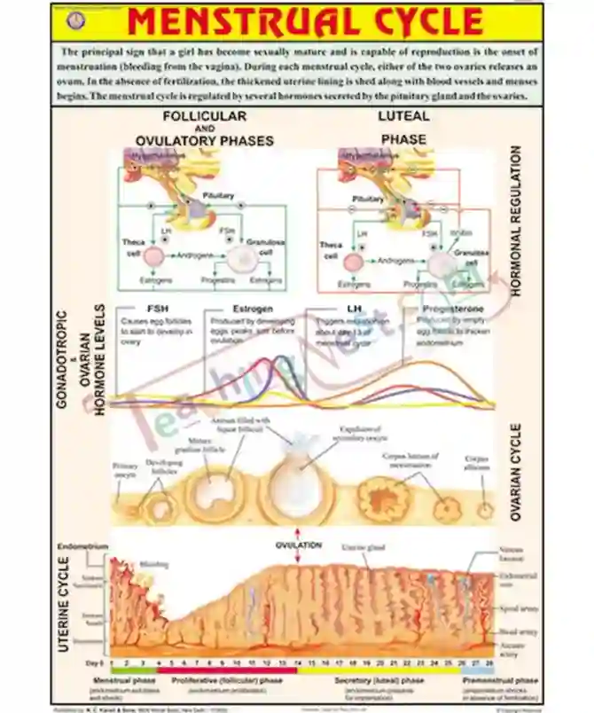 Menstrual Cycle English Synthetic 70x100cm