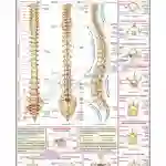 Vertebral Column English Synthetic 70x100cm