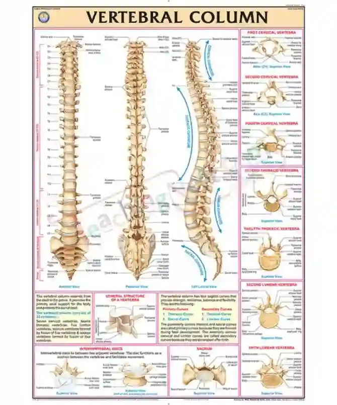 Vertebral Column English Synthetic 70x100cm