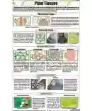 Plant Tissues Chart - Laminated, With Rollers