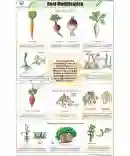 Root Modifications Chart - Laminated, With Rollers