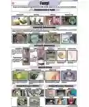 Fungi Chart - Laminated, With Rollers