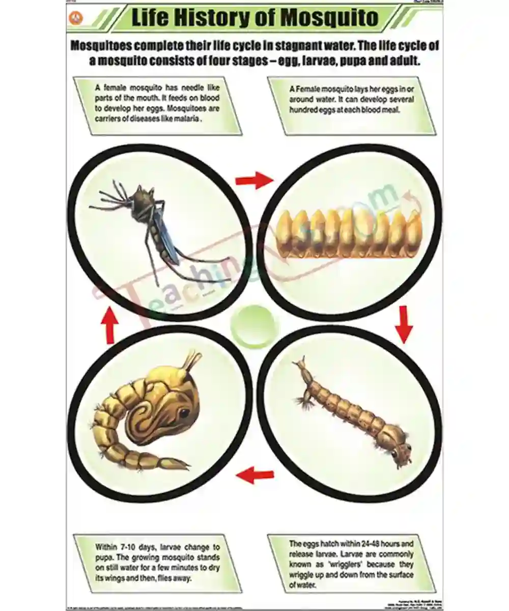Life History of Mosquito Chart - Laminated, With Rollers - TeachingNest