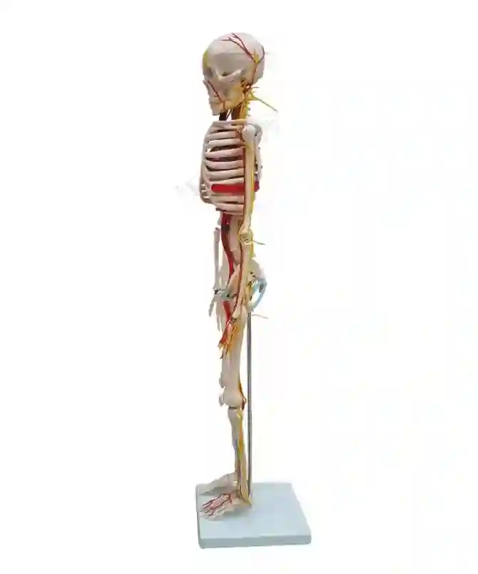 XC-102B_1 Human Skeleton with Blood vessels and heart