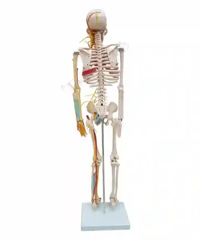 XC-102B_2 Human Skeleton with Blood vessels and heart