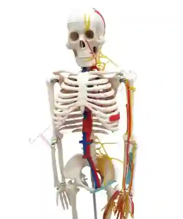 XC-102B_3 Human Skeleton with Blood vessels and heart