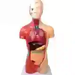 ZX-1103P Human Torso Small